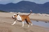 AMSTAFF ADULT 167